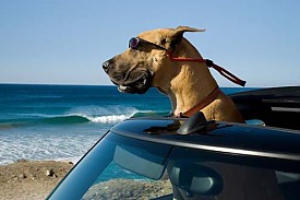 Marmaduke - A Kutyakomédia