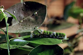 Bogárszemmel az Őserdőben IMAX 3D