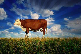 Food Inc.