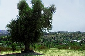 My Land