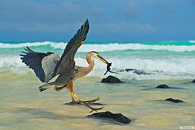 A Csodálatos Galápagos IMAX 3D